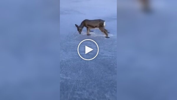 A deer froze and died