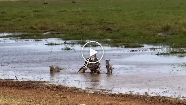 Зебра с детенышем отбились от леопарда