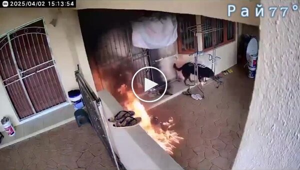 Пес чудом выжил, после атаки микрокредитора, бросившего коктейль Молотова