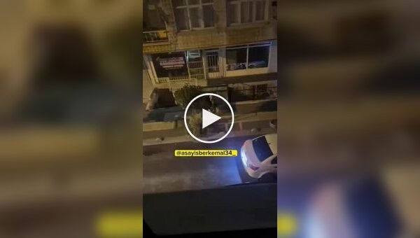 Чуть не разорвал: в Турции питбуль вцепился в руку хозяину