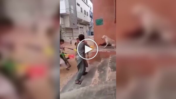 В Сирии школьники издевались над собакой с помощью вувузел