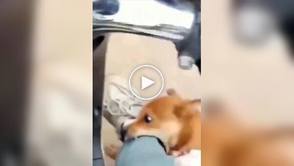 Even dogs can't stand motorcyclists.