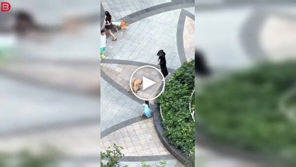 Seven-year-old girl tries to break up a dog fight