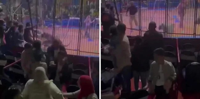 В Египте тигр отгрыз руку работнику цирка во время представления (1 фото + 2 видео)