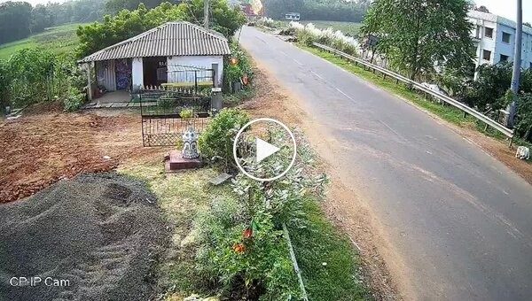 In India, the priority is ensuring the cows don't get hurt
