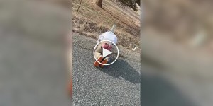 Ужасные следы от торможения