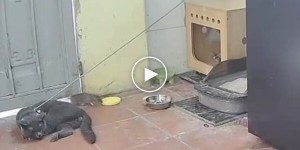 Ловушка для грызунов как китаец заменил цепного пса котом