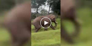 Слон напал на любителя селфи