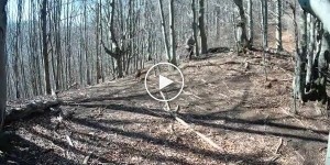 Мужчина топором отбился от медведицы