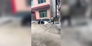 Aggressive boar somewhere in China