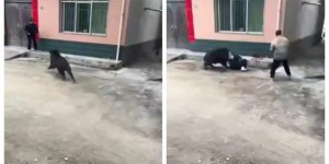 A wild boar brought chaos to a Chinese village (2 photos + 1 video)