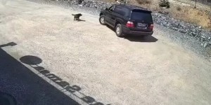 Driver who looks like Trump ran over a dog (3 photos + 1 video)