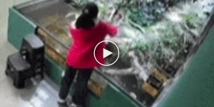 In China, a crocodile bit a girl on the arm