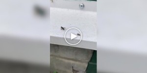 Паук на охоте