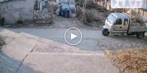 Мужчина допустил ошибку, посадив быка в кузов