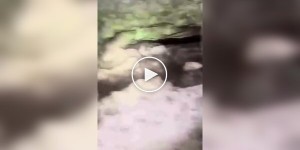 Arachnophobe's hell