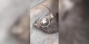 A hunter from the cradle: a small kitten caught a mouse