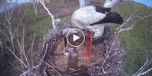 Аист выбросил птенца из гнезда