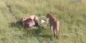 Buffalo left lionesses without prey and stole her cub from them