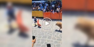 Тореадор отримав штраф за неуважність