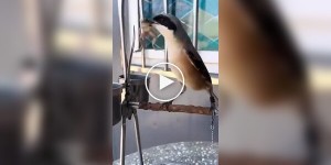 Один из самых кровожадных пернатых хищников