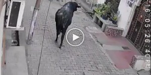 Дед напал на быка и был наказан