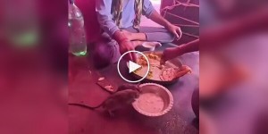 A rat ate from an Indian man's plate